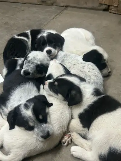 STUNNING & LOYAL  TRICOLOR & SPECKLED PUPPIES, View more