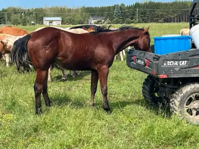  Nice yearling , View more