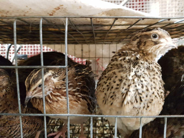 caille femelle  dans Animaux de ferme  à Ville de Québec - Image 2