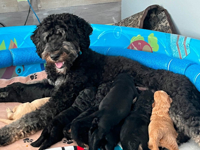 golden-mountain-doodle-puppies-dogs-puppies-for-rehoming-cornwall