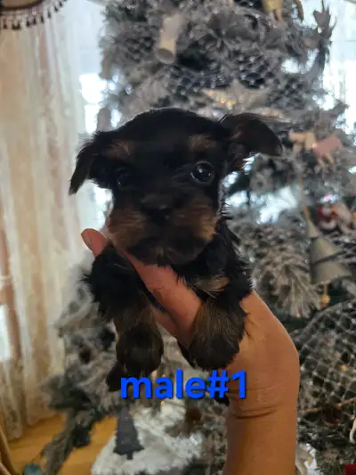 YORKIE PUPPIES, View more
