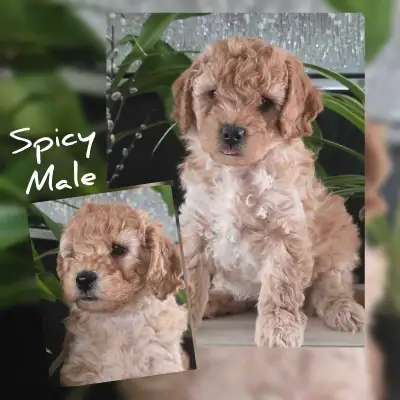 1 beautiful Minature Poodle pup is ready for his furever home! A true hypoallergenic, nonshedding br...