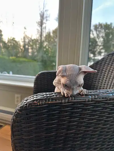 Chaton sphynx bleue *** Pret a partir***, View more