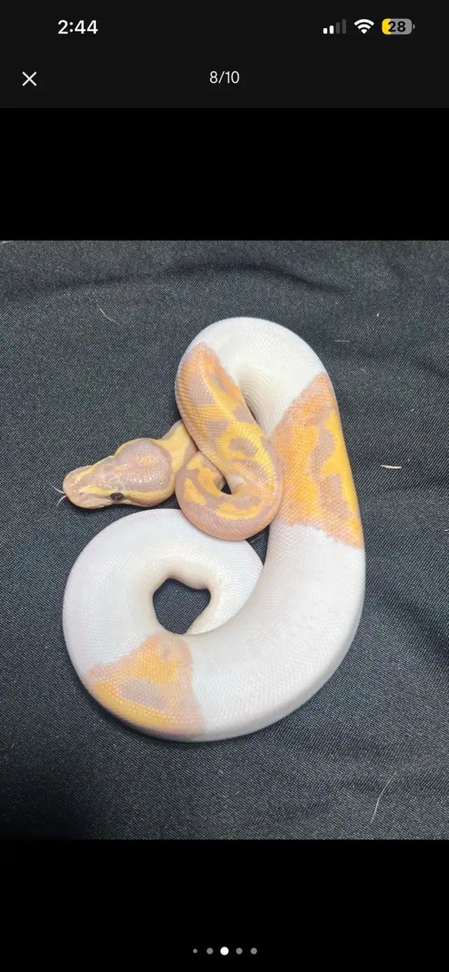Ball Python Liquidation | Reptiles & Amphibians for Rehoming | Hamilton ...