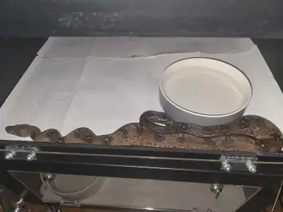 reptiles for sale, View more