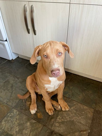  1 beautiful 4 month old buly male puppy left  