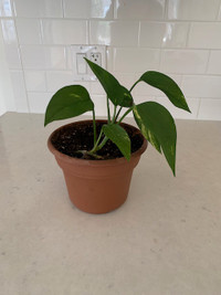 Small pothos plant