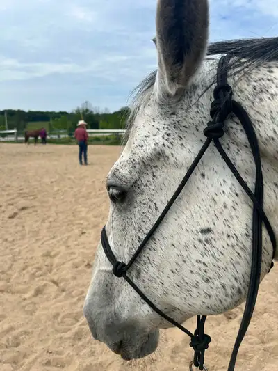 Rope Halters for Horse, View more
