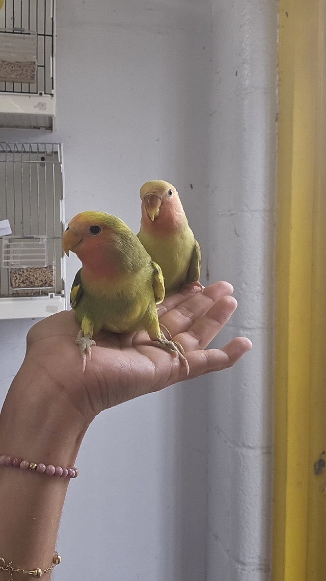 Hand raised baby Lovebirds for sale Birds for Rehoming City of Toronto Kijiji