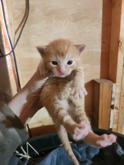 *All kittens have been reserved*, View more
