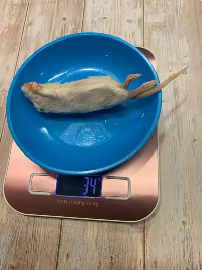 Frozen Feeders 10x Wean Rats , View more