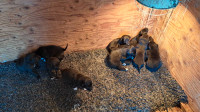 Golden Retriever/ Border Collie mixed puppies 