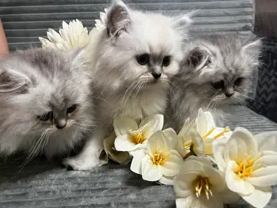 Chatons persans et himalayen, View more