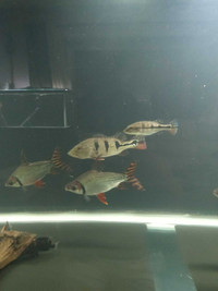 Freshwater Fish For Sale ( Shut down all tank )