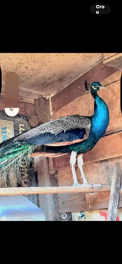 Peacock, View more