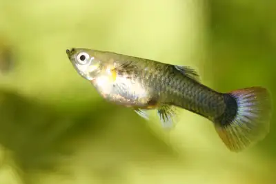 looking for female guppies!!!!!, View more