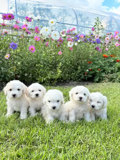 Bichon fries puppies , View more