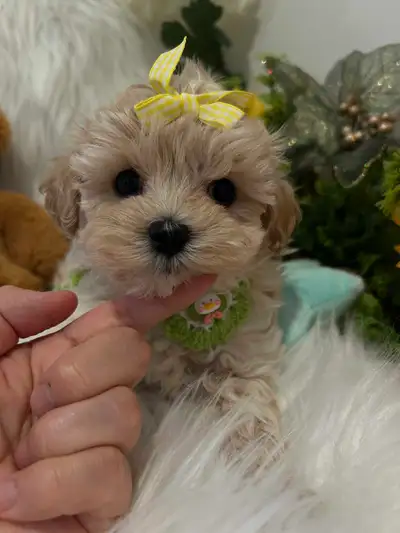 So Adorable toy maltipoo puppies (poodle and Maltese), View more