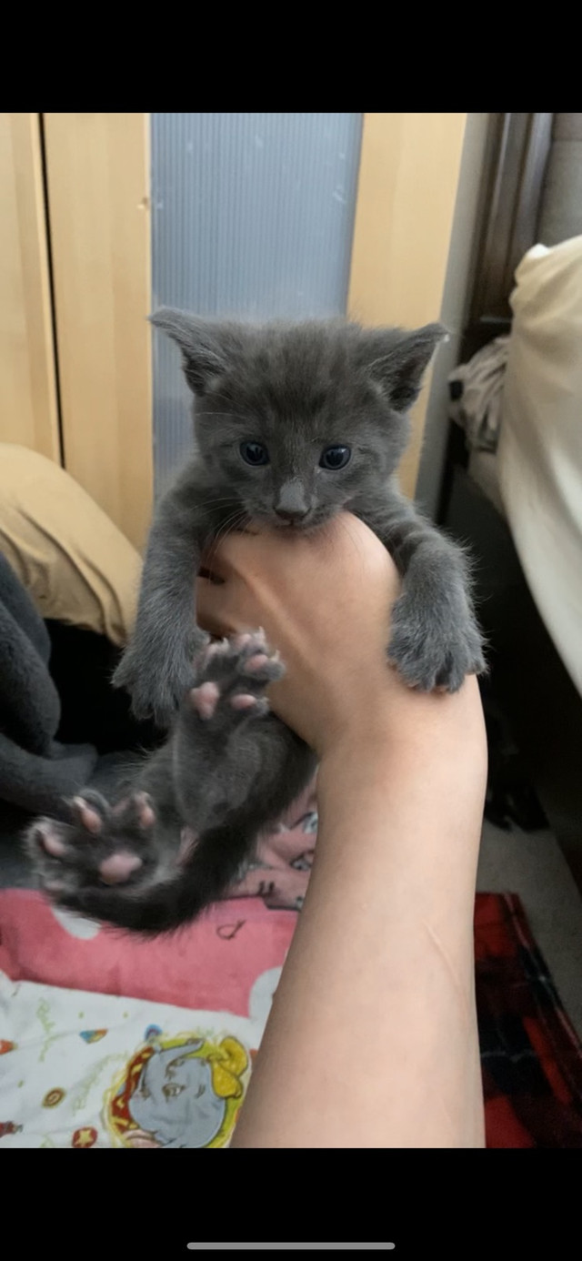 cuddly purebred russian blue kittens ready for a loving home in Cats & Kittens for Rehoming in Burnaby/New Westminster - Image 2