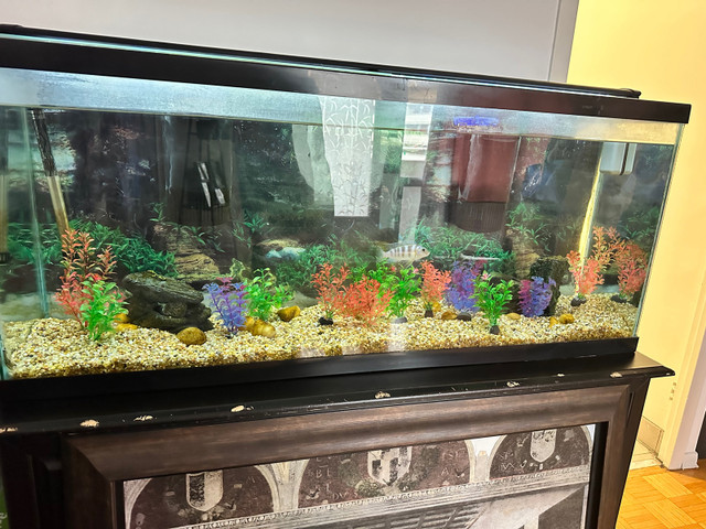 55 gallon fish tank in Hobbies & Crafts in City of Toronto - Image 3