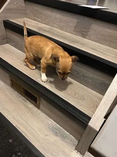  Chihuahua cross pug puppy, View more