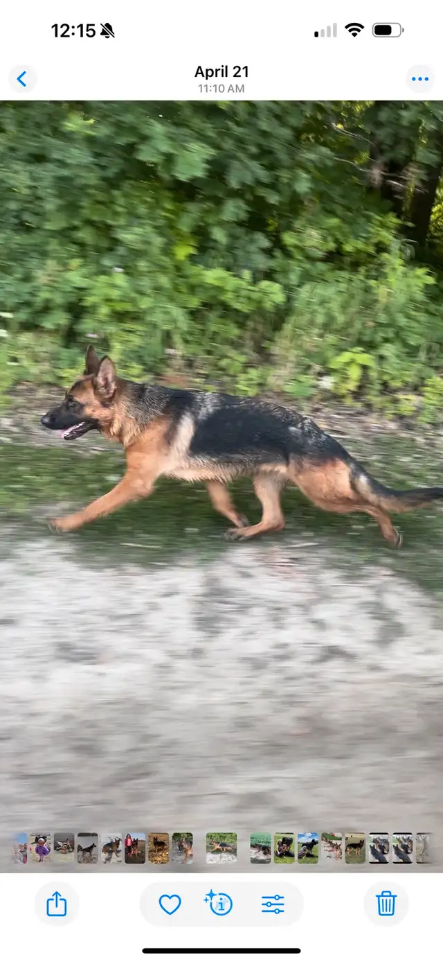 German Shepherd CKC Puppies  in Dogs & Puppies for Rehoming in Hamilton - Image 9