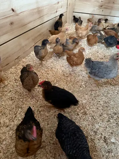 Chickens for sale, View more