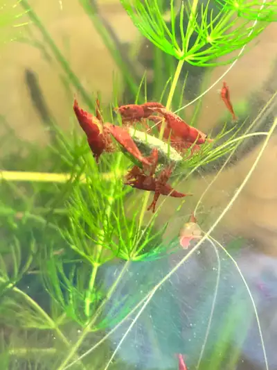 Crevettes Neocaridina Sakura, View more