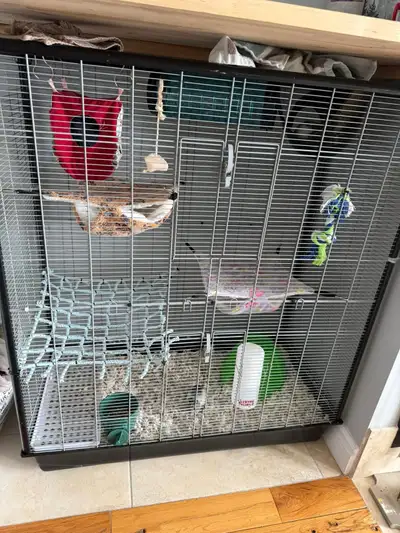 2 rats femelle cherche nouvelle famille, View more