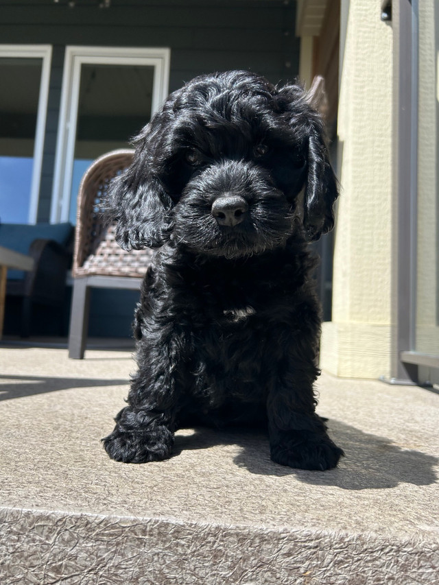 Cockapoo Puppies in Dogs & Puppies for Rehoming in Lethbridge