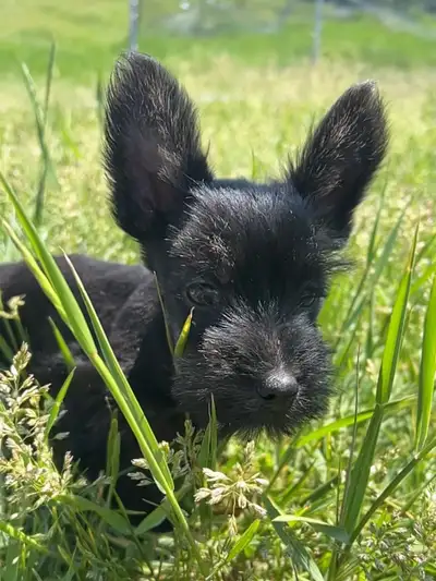 Scottish Terrier cross puppies. Ready now!, View more