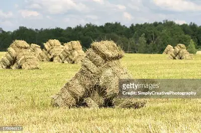 Good quality horse hay for sale in the Moose Creek area. $6/bale, pick-up only. Grass (orchard, brom...