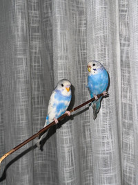 4 months old budgies