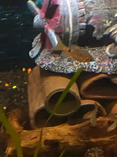 Red long fin minor tetra, View more