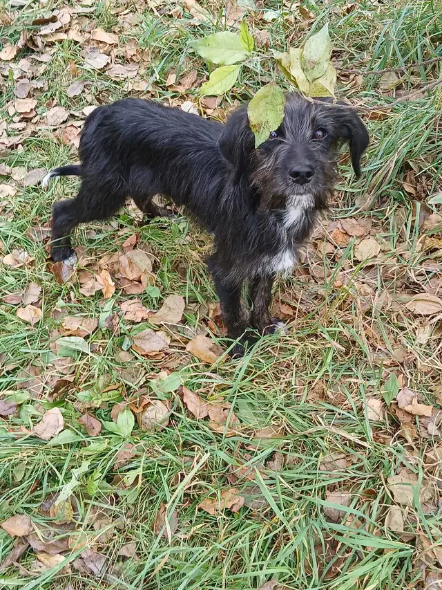 **3 male**NON SHEDDING Labradoodle Puppies | Dogs & Puppies for ...