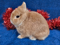 EXTRAORDINARY NETHERLAND DWARF AND LIONHEAD BUNNY RABBITS 