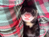 ISO a friend for my ferret