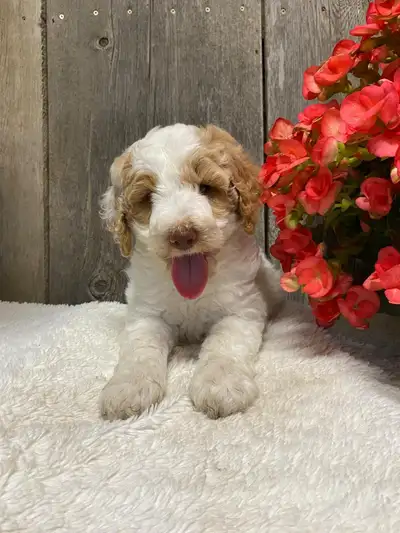2 Beautiful Goldendoodles Available This Weekend!!, View more