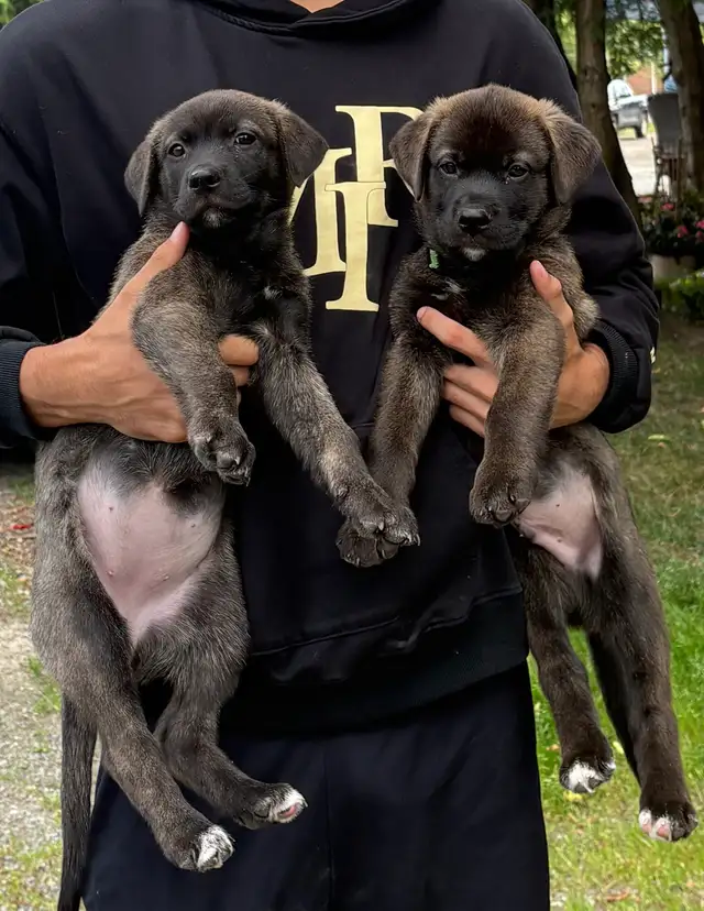 Puppies for sale in Dogs & Puppies for Rehoming in Sudbury - Image 2