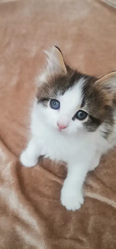 Femelle angora de 2 mois au yeux bleu et poil long. Chatte très délicate, toujours joyeuse, colleuse...