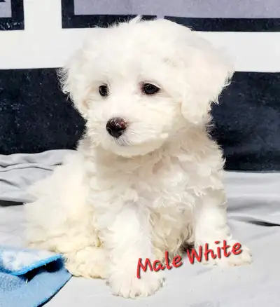 Beautiful Bichon Frise puppies, View more