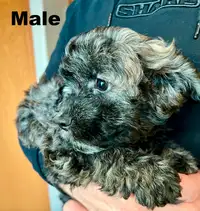 Beautiful Toy Poodle Puppy