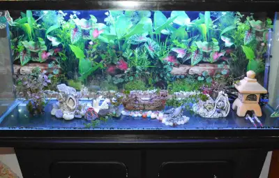 Fire Sale – Aquarium, Stand, and Accessories!, View more