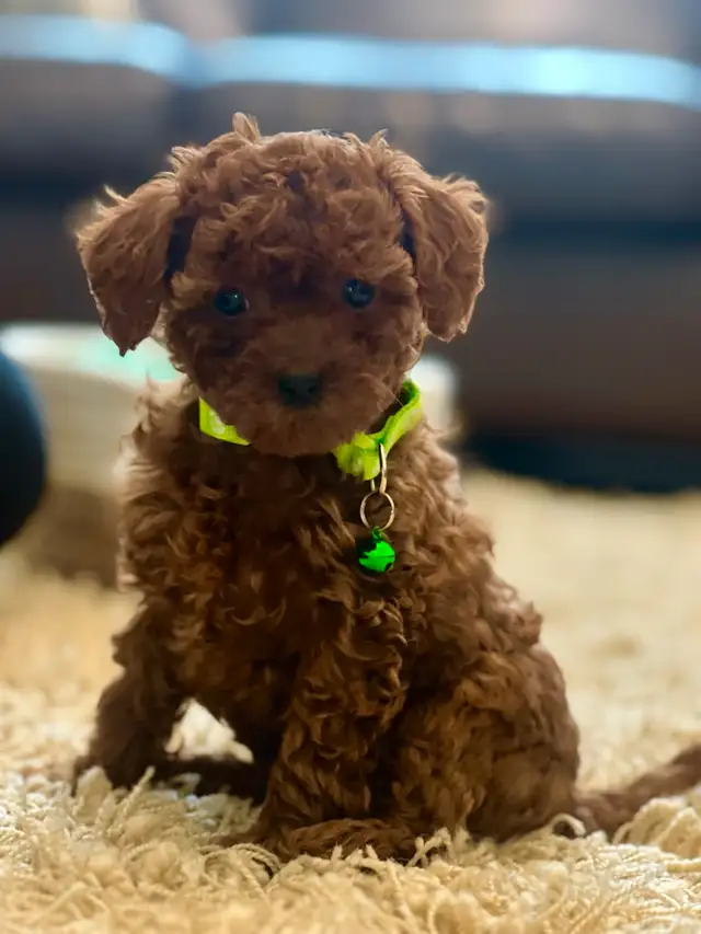 Adorable Red Toy Poodle Puppies in Dogs & Puppies for Rehoming in Hamilton - Image 9