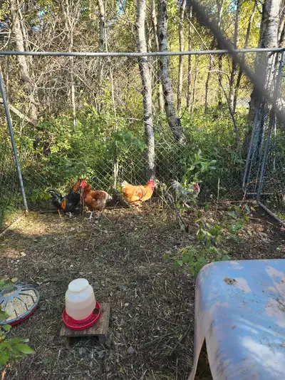 roosters, View more