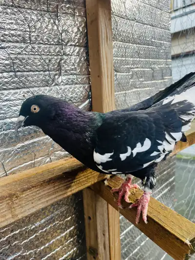 Afgha pigeon, View more