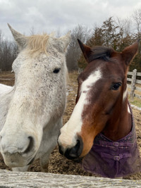 Horses for Part-Board near Trenton