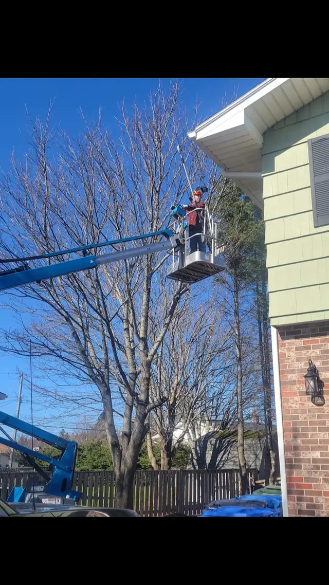 Tree service and Stumping  in Lawn, Tree Maintenance & Eavestrough in Charlottetown - Image 3