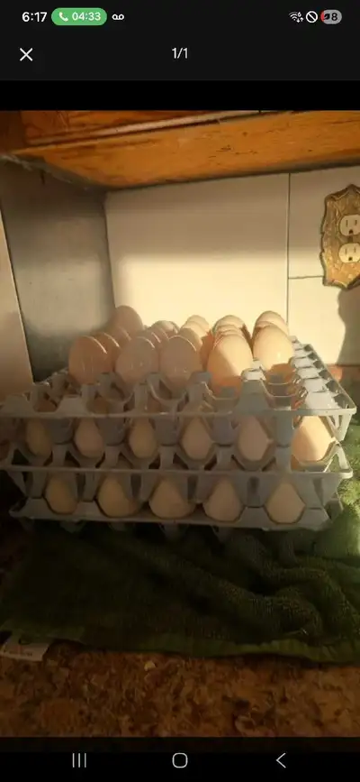 duck eating eggs, View more