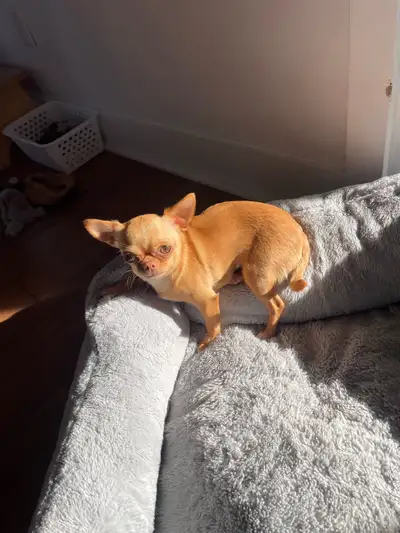 Femelle âgée de 23 mois non stérilisée pesant 3lbs 12 onze avec petit nez court elle a un très bon c...